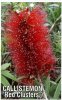 CALLISTEMON Red Clusters