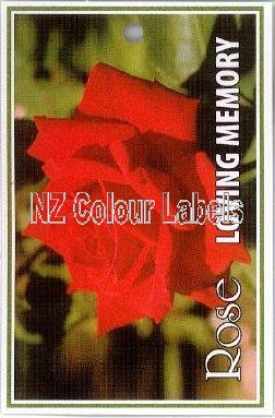 ROSE Hybrid tea Loving Memory - Click Image to Close