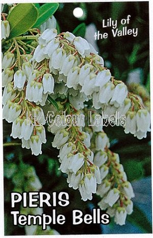 PIERIS Temple Bells - Click Image to Close