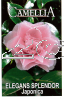 CAMELLIA Elegans Splendour Japonica