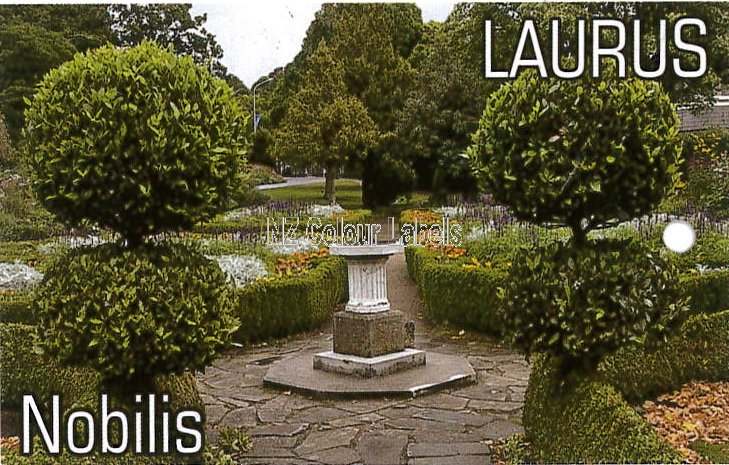 LAURUS nobilis - Click Image to Close