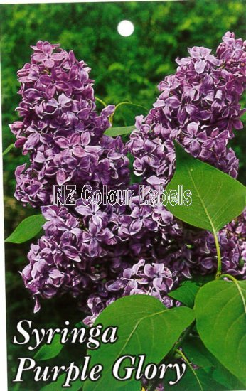 SYRINGA Purple Glory - Click Image to Close