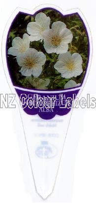 GERANIUM macrorrhizum Alba - Click Image to Close