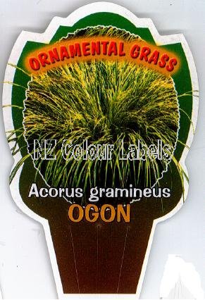 ACORUS gramineus Ogon - Click Image to Close