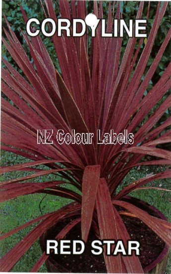 CORDYLINE Red Star - Click Image to Close