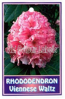 RHODODENDRON Viennese Waltz - Click Image to Close