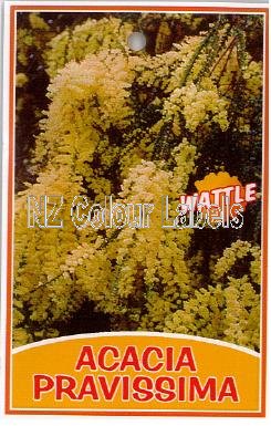 ACACIA pravissima (Ovens Wattle) - Click Image to Close