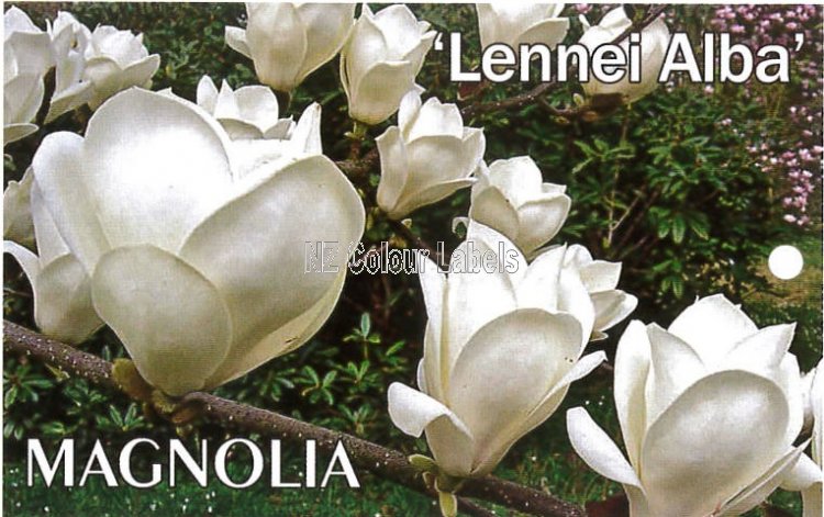 MAGNOLIA lennei Alba - Click Image to Close