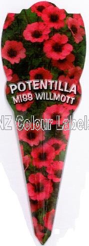 POTENTILLA Miss Willmott - Click Image to Close