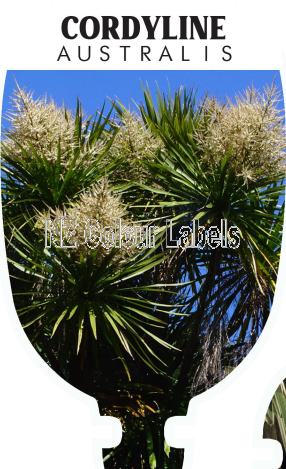 CORDYLINE australis - Click Image to Close