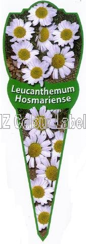 LEUCANTHEMUM hosmariense - Click Image to Close