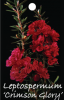 LEPTOSPERMUM Crimson Glory