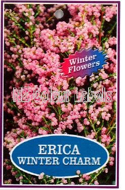 ERICA Winter Charm - Click Image to Close