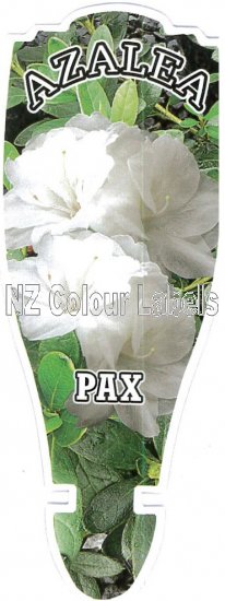 AZALEA Evergreen PAX - Click Image to Close