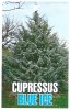 CUPRESSUS arizonica Blue Ice