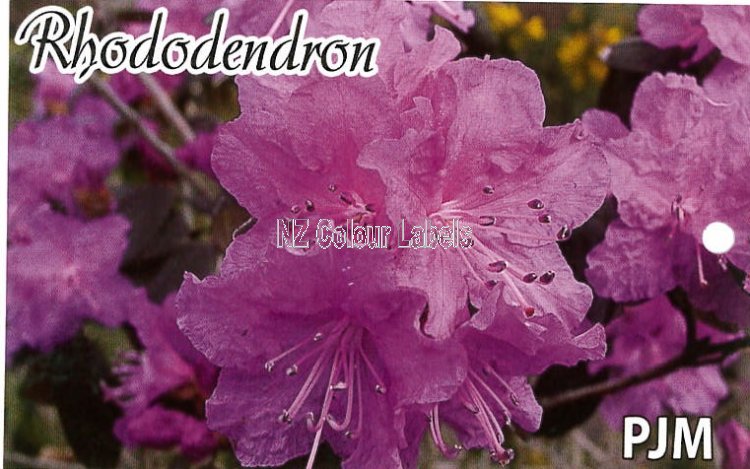 RHODODENDRON PJM - Click Image to Close