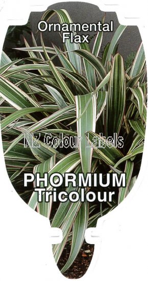 PHORMIUM Tricolour - Click Image to Close