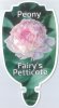 PAEONIA (Peony) Fairy's Petticote