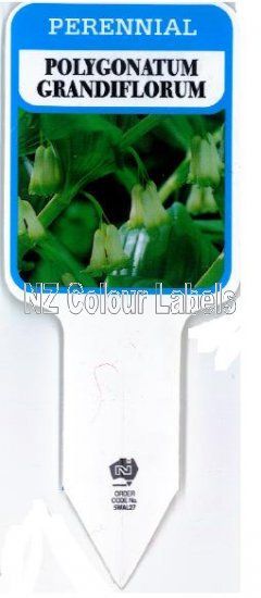 POLYGONATUM grandiforum - Click Image to Close