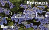 HYDRANGEA Blaumeise