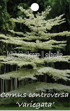 CORNUS Controversa Variegata - Click Image to Close