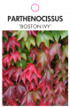 PARTHENOCISSUS T. 'VEITCHII' BOSTON IVY