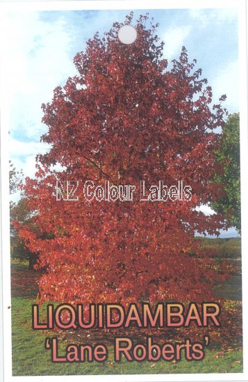 LIQUIDAMBAR Lane Roberts - Click Image to Close