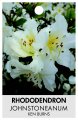 RHODODENDRON JOHNSTONEANUM 'KEN BURNS' RHODODENDRON JOHNSTONEANUM 'KEN BURNS'