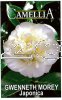 CAMELLIA Gwenneth Morey Japonica