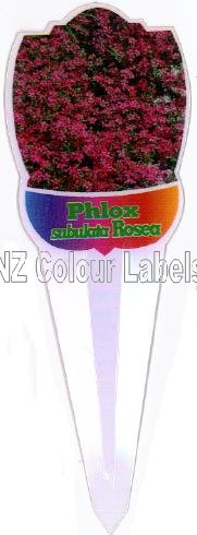 PHLOX subulata Rosea - Click Image to Close