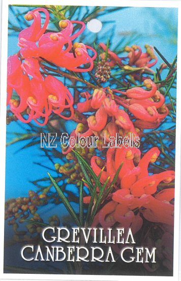 GREVILLIA Canberra Gem - Click Image to Close