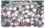 LEPTOSPERMUM Nanum Tui