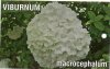 VIBURNUM macrocephalum