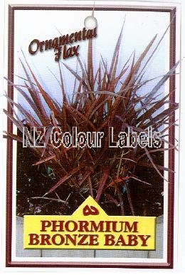 PHORMIUM Bronze Baby - Click Image to Close