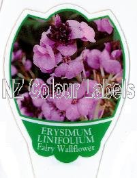 ERSYIMUM linifolium [Fairy Wallflower] - Click Image to Close