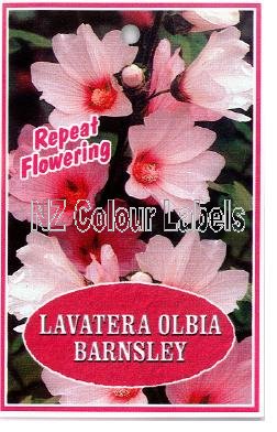 Lavatera Barnsley - Click Image to Close