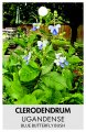 CLERODENDRUM UGANDENSE CLERODENDRUM UGANDENSE