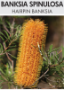 BANKSIA SPINULOSA