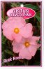 CISTUS Silver Pink