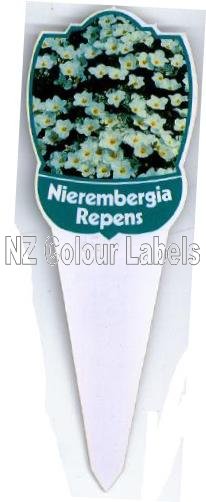 NIEREMBERGIA repens - Click Image to Close