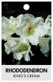 RHODODENDRON KING'S CREAM RHODODENDRON KING'S CREAM