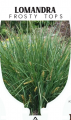 LOMANDRA FROSTY TOPS