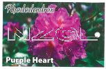 RHODODENDRON Purple Heart