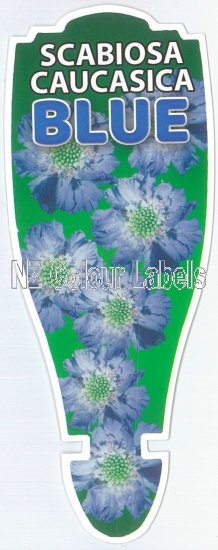 SCABIOSA caucasIca BLUE - Click Image to Close