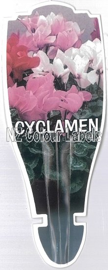 CYCLAMEN - Click Image to Close