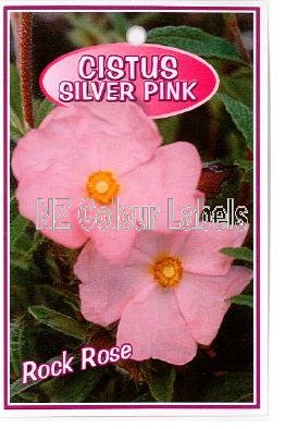 CISTUS Silver Pink - Click Image to Close