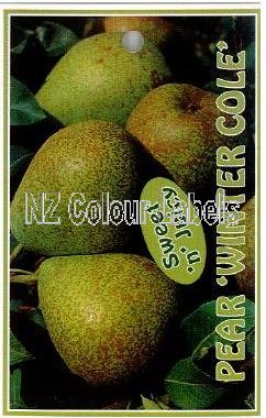 PEAR Winter Cole - Click Image to Close