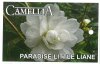 CAMELLIA Paradise Little Liane