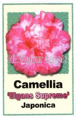 CAMELLIA Elegans Supreme Japonica - Click Image to Close