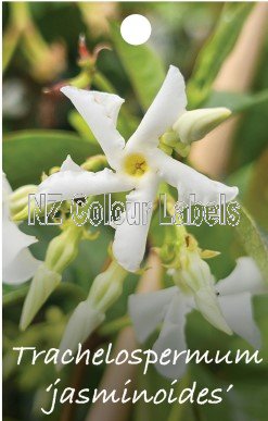 TRACHELOSPERMUM jasminoides - Click Image to Close